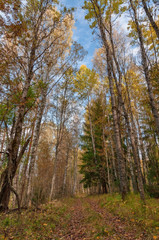 Dirt road in a beautiful autumn forest on a clear sunny day