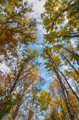 Fototapeta premium View of the sky and the crowns of trees on an autumn sunny day
