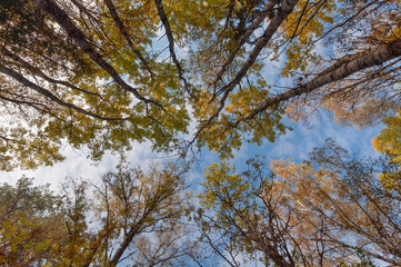 View of the sky and the crowns of trees on an autumn sunny day