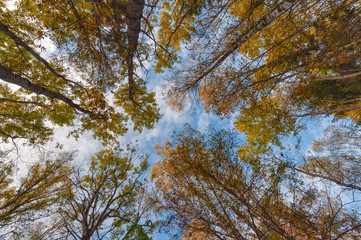 Obraz premium View of the sky and the crowns of trees on an autumn sunny day