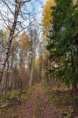 Dirt road in a beautiful autumn forest on a clear sunny day