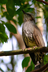 wild bird bulbul on branch