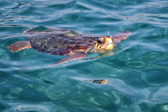 Caretta Caretta Turtle from Zakynthos, Greece, near  Laganas beach, emerges to take a breath