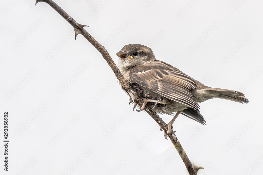 Poster a young sparrow is perched on a branch looking to the left isolated on a white background