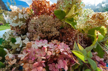 Cut hydrangea inflorescences lie on the table on a sunny autumn day