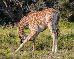 Junge Giraffe 3