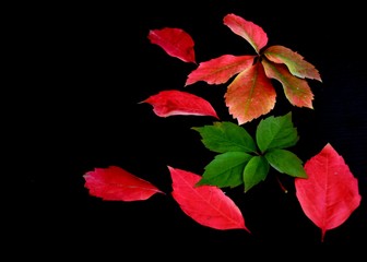 autumn leaves on a white background