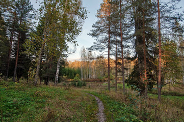 Road to the river through the forest in autumn evening
