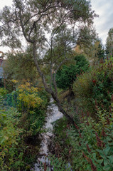 Sea buckthorn on the banks of a stream in autumn evening