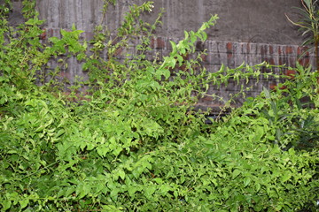 plants in the garden