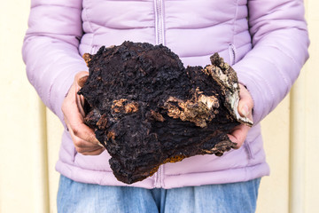 Close up view of woman showing and holding large over 20 years old and 3 kg big wild natural organic Chaga mushroom, Inonotus obliquus. Herbal medicine concept.
