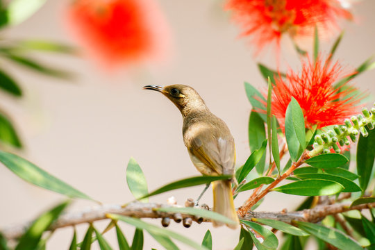 Australian Brown Honeyeater Bird.