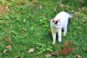 ねこ　みけねこ　秋　公園　杤木　日本