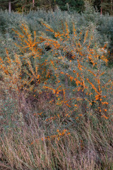 Sea buckthorn tree in autumn