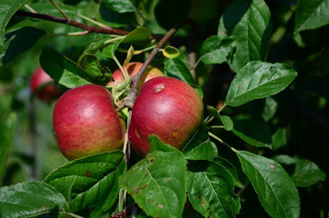 Apple on the brunch at summer garden
