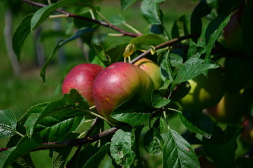 Obraz premium Apple on the brunch at summer garden