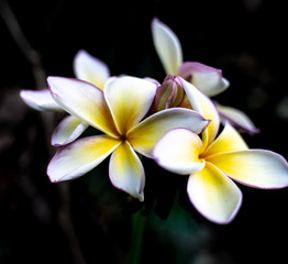 Close up of frangipani flowers