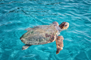 Caretta Caretta Turtle from Zakynthos, Greece, near  Laganas beach, emerges to take a breath