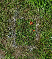 Farbiges Muster im Gras