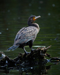 Kormoran auf einem Stein am Wasser