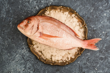 Dorada - fresh fish on ice cubes