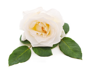 Fototapeta premium One white rose.