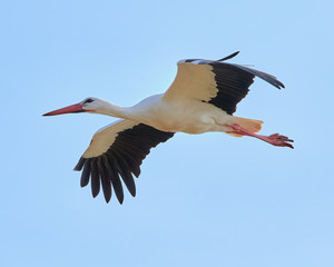 Storch im Flug
