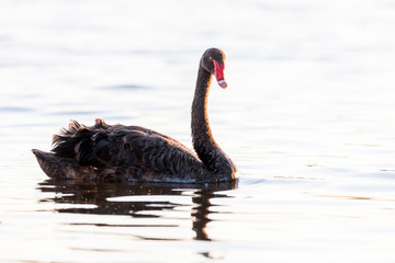Obraz premium Black Swan