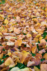 leaves dry autumn vertical 