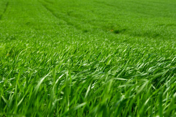 green grass field