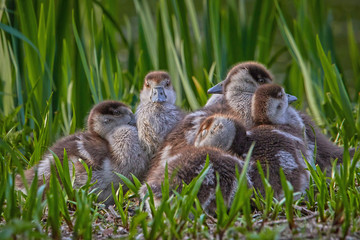 Küken in der Wiese