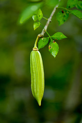 Parmentiera edulis, Candle Tree