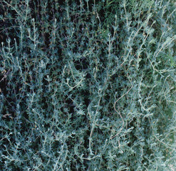 Close-up full frame green grass background bougainvillea leave. non-flower.