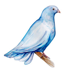 Peace bird, dove, art, water color drawing