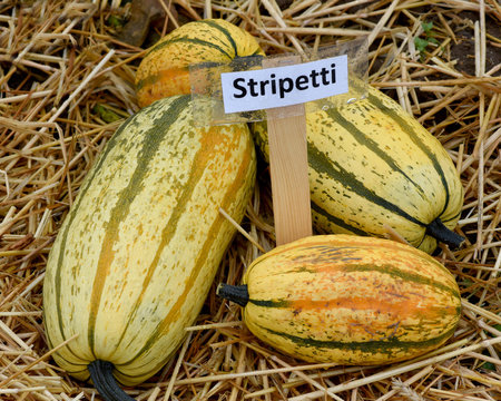 Stripetti, Kuerbis, Speisekuerbis