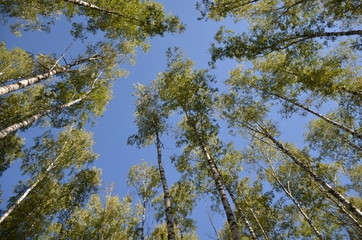 A look into the sky in a birch grove