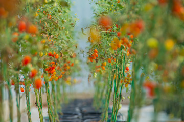  A fresh organic cherry tomatoes red and yellows color on green branch.