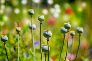 poppy capsule on a bokeh background