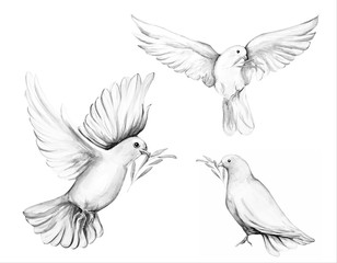 Peace bird, dove, art, water color drawing