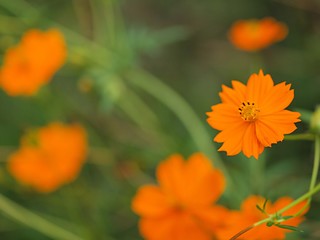 キバナコスモスの花
