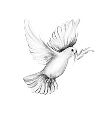 Peace bird, dove, art, water color drawing
