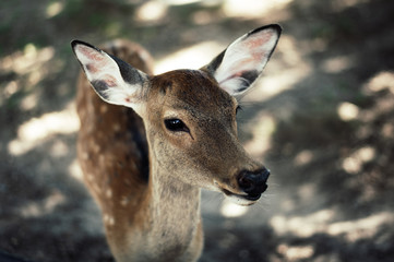 Hirsch Nara Park
