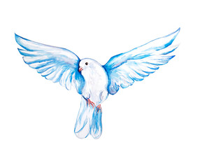 Peace bird, dove, art, water color drawing