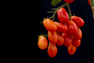  A fresh organic cherry tomatoes red and yellows color on green branch.