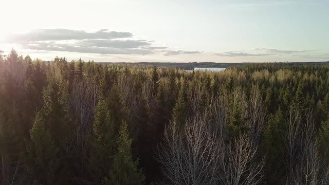 Mixed forest in springtime with leafless treetops