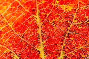 Naklejka na ściany i meble texture and shadows of an autumn leaf of red color