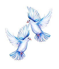Peace bird, dove, art, water color drawing