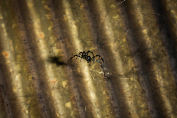 A black and brown colour spider is photographed close up, macro picture,Natural background,spider and spider web. Spiders are creating spider webs.