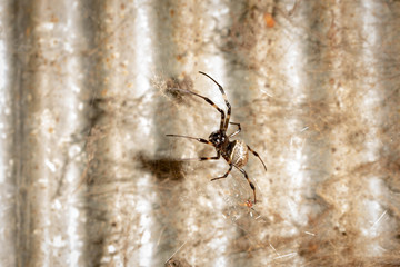 A black and brown colour spider is photographed close up, macro picture,Natural background,spider and spider web. Spiders are creating spider webs.
