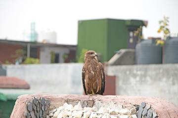 An eagle sitting and searching for its prey in an residental area
